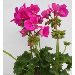 Gerani - Pelargonium x...