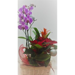Conjunt orquídea i Ponsètia