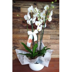 Conjunto de orquídeas blancas