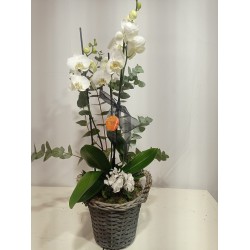 Conjunto orquídea, planta...