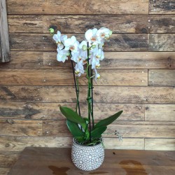 Orquídia Blanca de dos/tres...