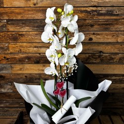 Orquídia Blanca de dos/tres...