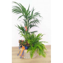 Conjunt kentia i plantes...