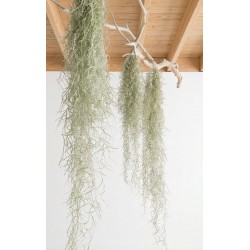 Pack Tillandsia i planta crasa