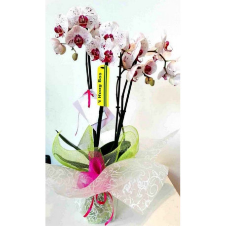 Ramo de 15 rosas