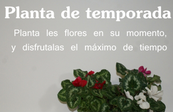 Planta Temporada